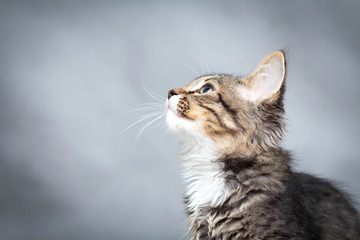 little fluffy kitten on a gray background