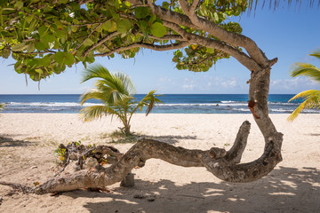Abstrakter Baum am Strand von Guadeloupe