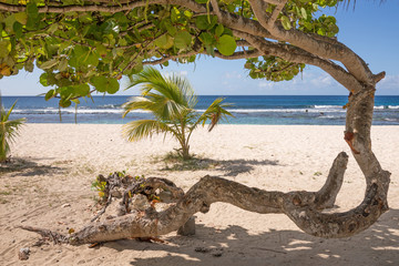 Abstrakter Baum am Strand von Guadeloupe