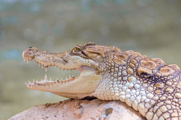 Close-up Of Young Alligator. Alligator closeup on sand at zoo