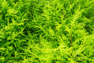 Green fern
