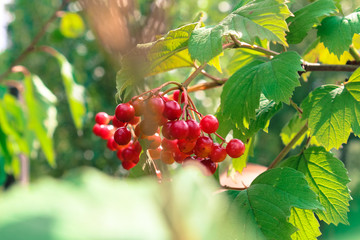 Twig of viburnum or guelder rose berries and green leaves in the sun.
