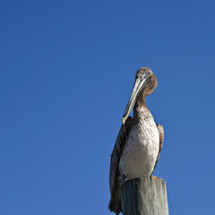 Pelican