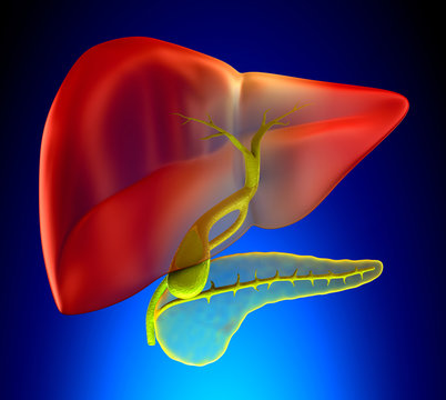 Gallbladder Cross Section Real Human Anatomy - on blue backgroun