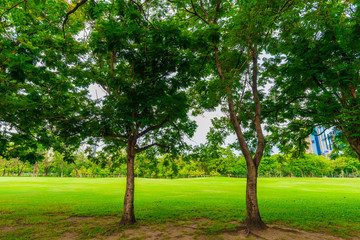 Fototapeta na wymiar Green lawn with trees in park of bangkok city