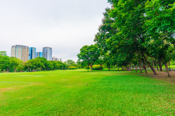 Green lawn with trees in park of bangkok city