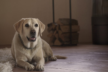 yellow labrador in cozy home