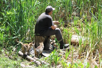 Кошки в ожидании рыбки © Roman TINIAKOV