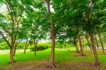 Green lawn with trees in park of bangkok city
