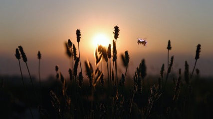 In flight bee at sunset