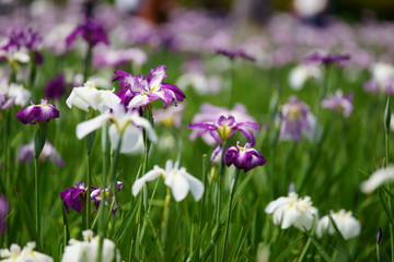 Obraz premium 菖蒲