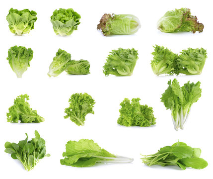 Collection of Lettuce isolated on white background