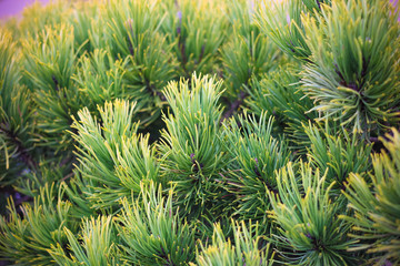 Yellow and green pine thorns on the spring tree.