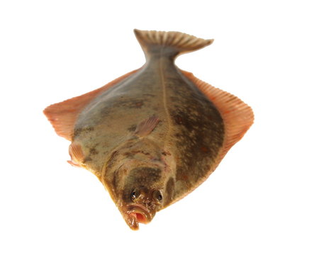 big fish flounder