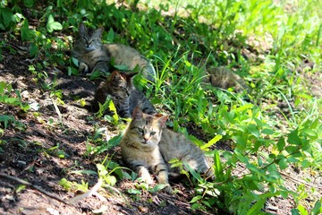 Кошки отдыхают в тени деревьев © Roman TINIAKOV