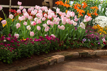 Fototapeta premium colorful tulips flower blooming in floral garden