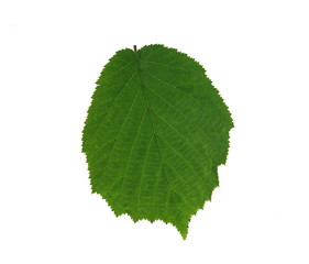 green leaf