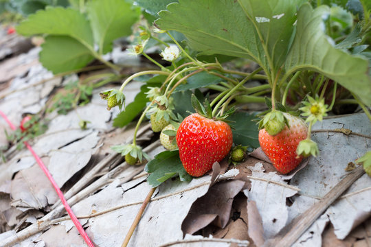 red strawberry fruit in field plantation of agriculture