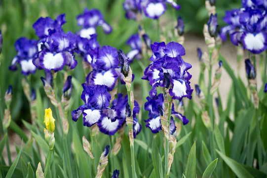 Irises blossoming in a garden, Giardino dell' Iris in Florence, Italy. 
