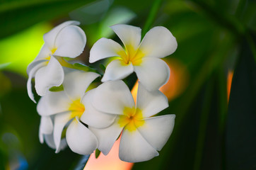 Fototapeta na wymiar Close up of white plumeria or frangipani blossom on the plumeria
