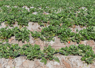 strawberry fruit in field plantation of agriculture