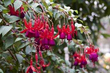 Fuchsia in garden