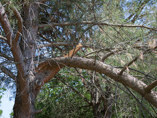 Fototapeta na wymiar Broken branch of a pine tree