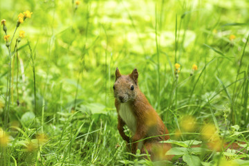Red squirrel in the thick green grass.