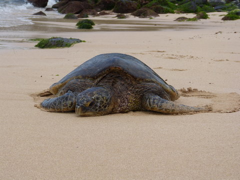 Einzelne Schildkröte an Strand auf Hawaii