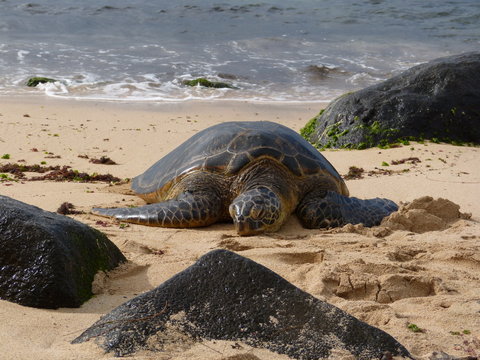 Schildkröte zwischen Felsen in Hawaii