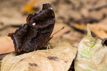 The Wizard butterfly