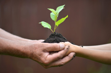 Hands holding plant