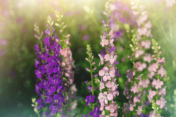purple and pink delphinium flowers in a garden