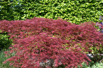 maple bush / red maple bush in a garden