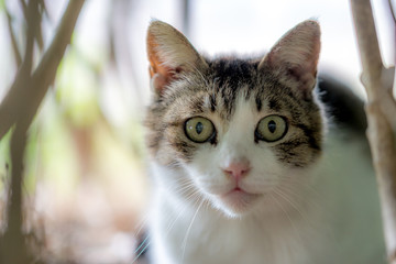 こっちを見るのらねこ