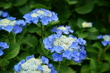 アジサイ