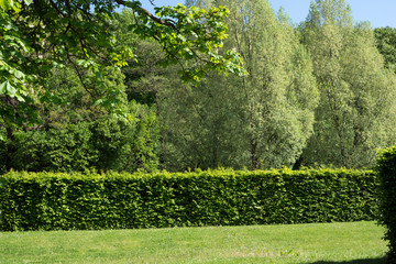 Garden area / beautiful garden area with green hedge and trees