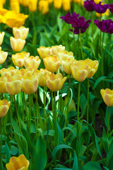 Tulip. Beautiful tulips. colorful tulips. tulips in spring,colou