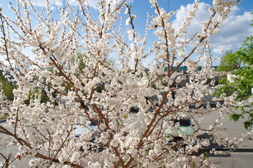 Цветущий абрикос