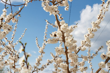 Цветущий абрикос