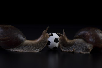 two snails with a soccer ball