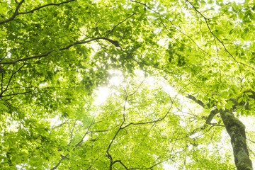 新緑の葉と木漏れ日