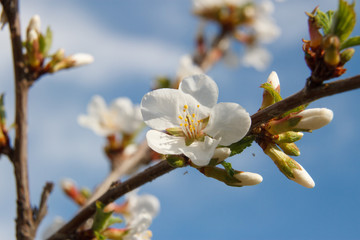 Цветущая вишня