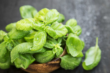 Fresh Aromatic Basil Herb