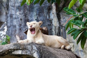 Fototapeta premium white liones. Lion