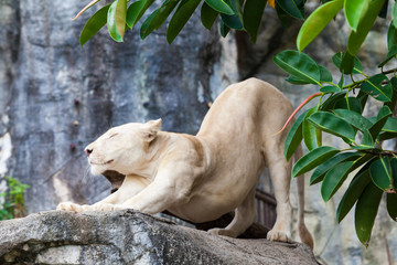 white liones.  Lion
