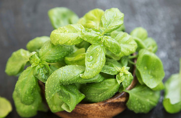 Fresh Aromatic Basil Herb