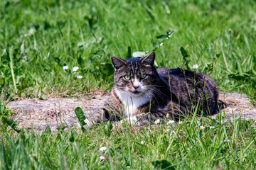 Naklejka na ściany i meble Disturbed cat while relaxing in the sunshine