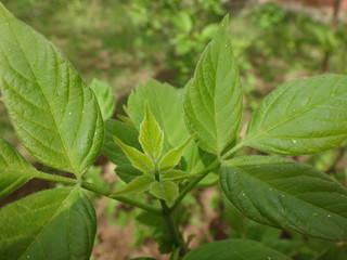 Fototapeta na wymiar Листья ярко-зеленого цвета летом
