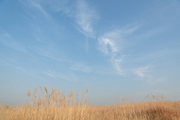 하늘공원